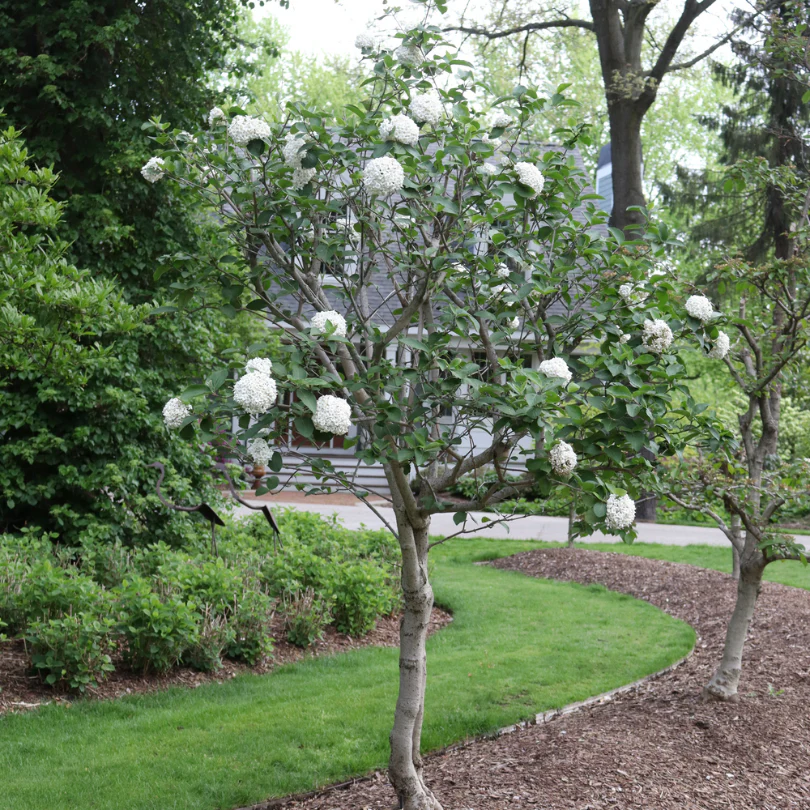 Spice Cowboy™ Koreanspice Viburnum - Image 2