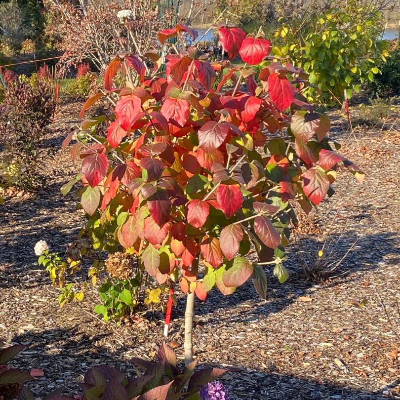 Spice Cowboy™ Koreanspice Viburnum - Image 5