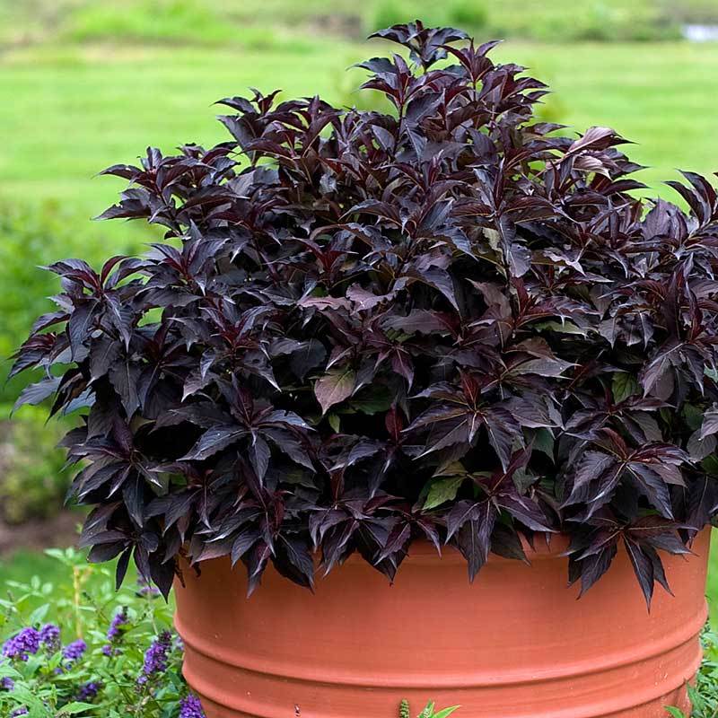 Spilled Wine® Weigela