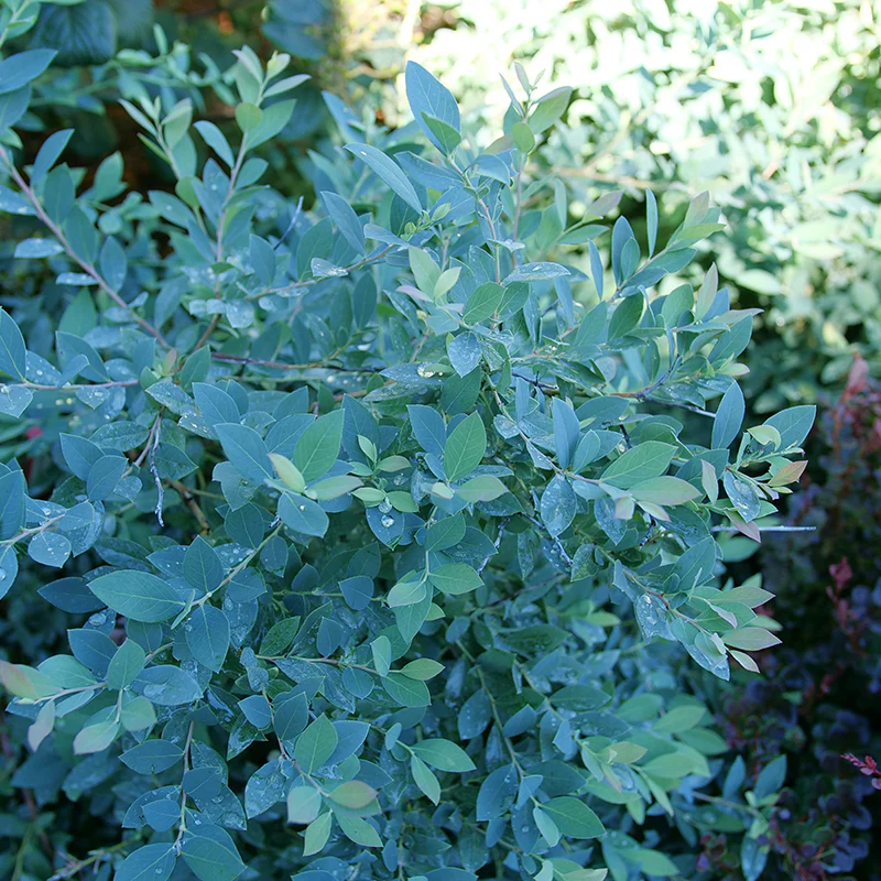 Splendid!™ Blueberry (Vaccinium)