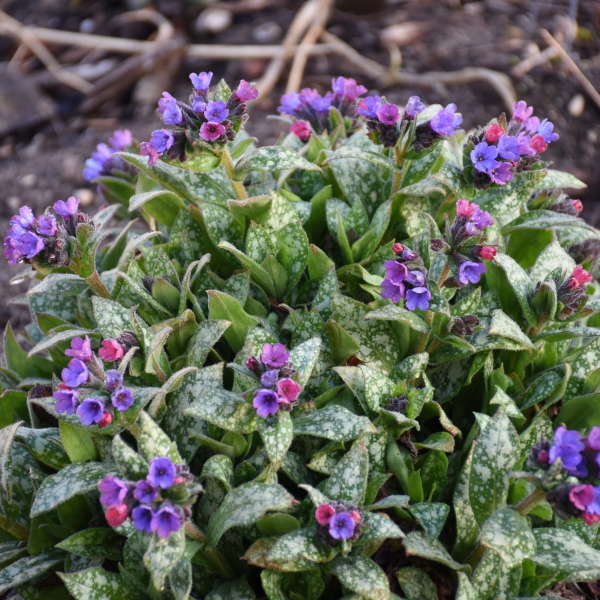 'Spot On' Lungwort (Pulmonaria)