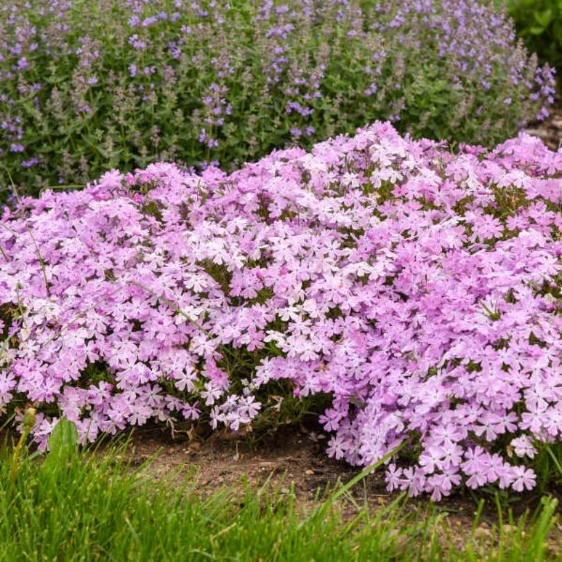 Spring Bling® ‘Pink Sparkles’ Hybrid Creeping Phlox