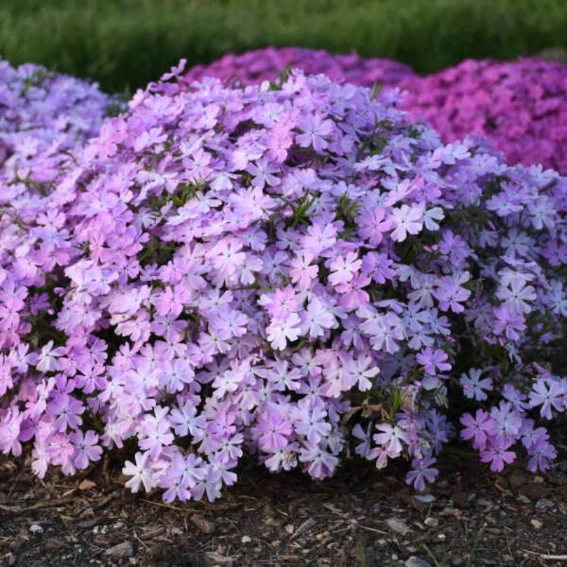 Spring Bling® ‘Pink Sparkles’ Hybrid Creeping Phlox - Image 3