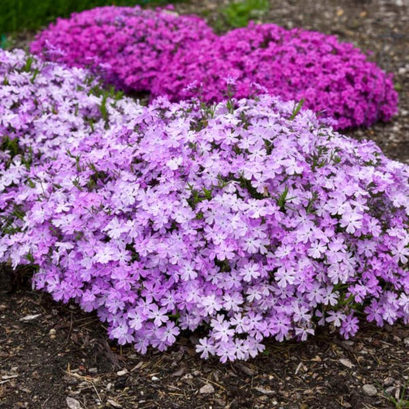Spring Bling® ‘Pink Sparkles’ Hybrid Creeping Phlox - Image 6