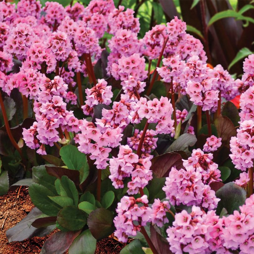 'Spring Fling' Pigsqueak (Bergenia)