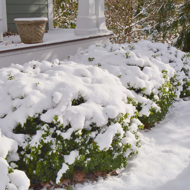 Sprinter® Boxwood (Buxus) - Image 3