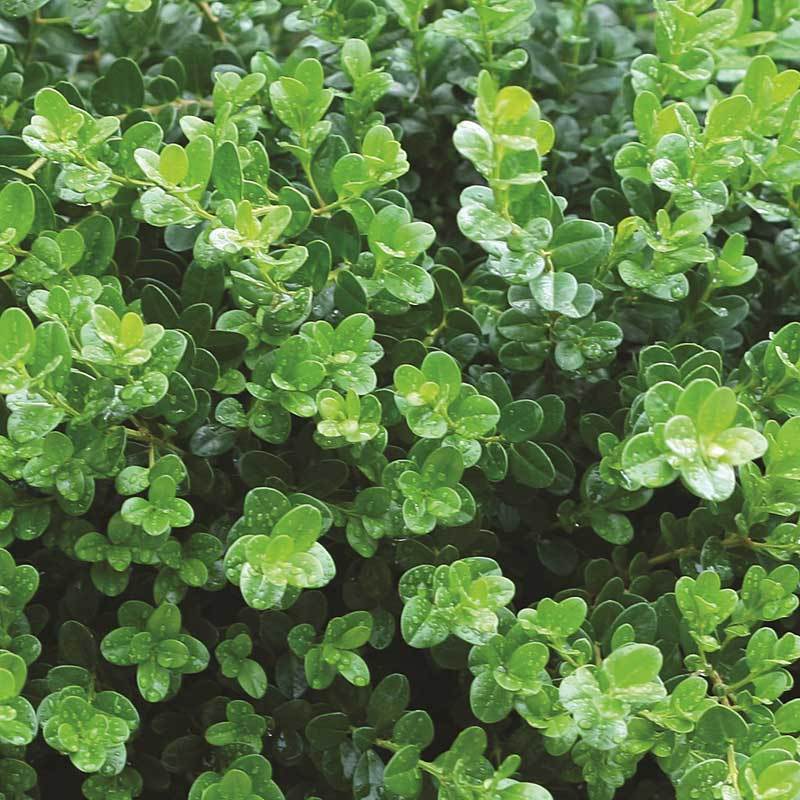 Sprinter® Boxwood (Buxus) - Image 4