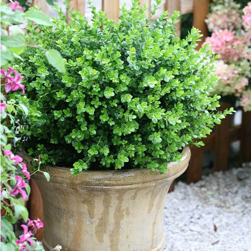 Sprinter® Boxwood (Buxus) - Image 5