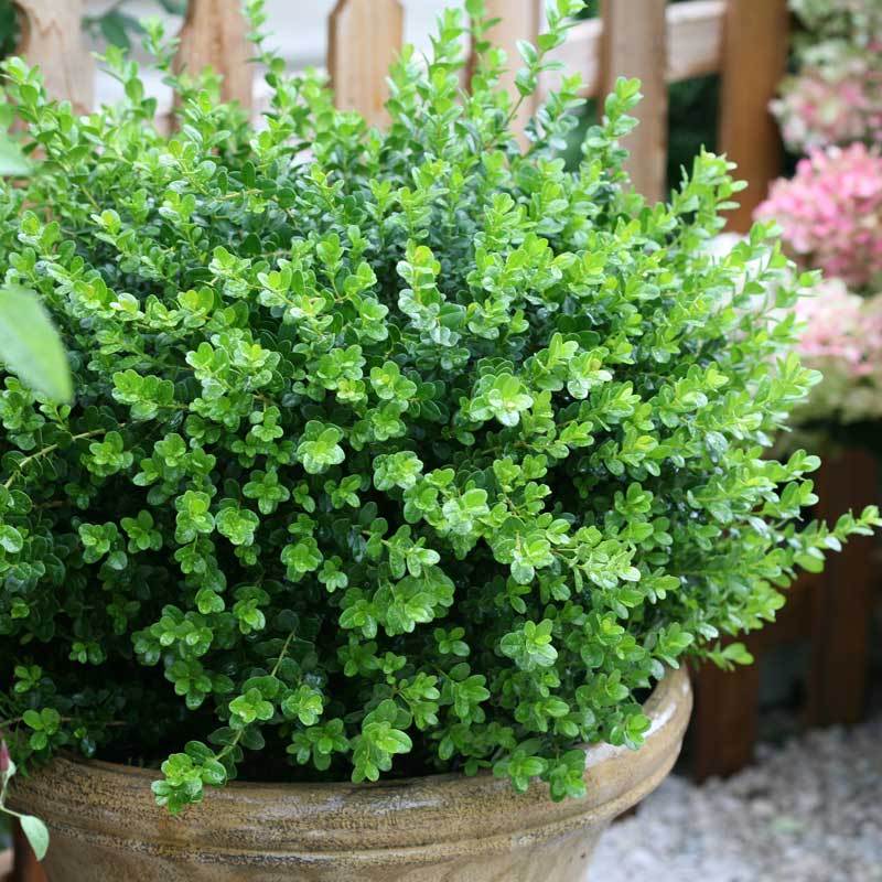 Sprinter® Boxwood (Buxus) - Image 6