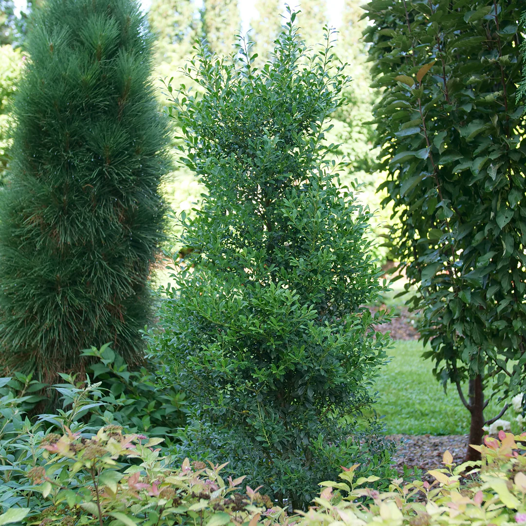 Squeeze Box® Inkberry Holly (Ilex)