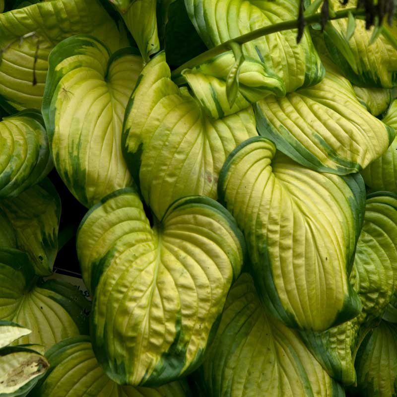 'Stained Glass' Hosta - Image 4