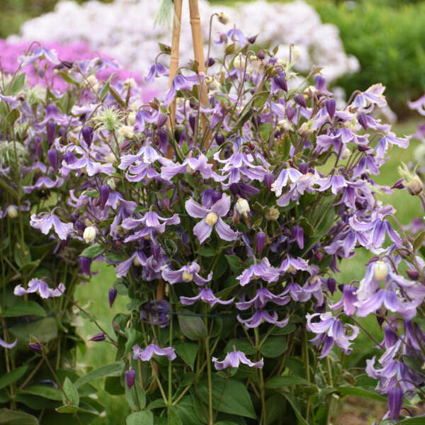 'Stand by Me Lavender' Bush Clematis