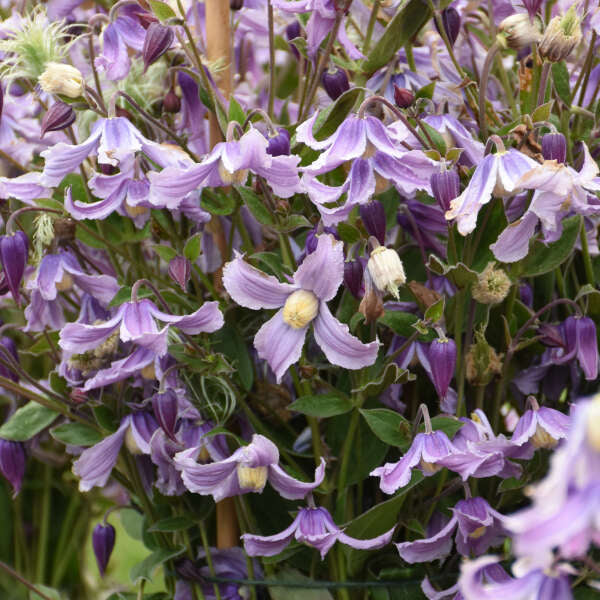 'Stand by Me Lavender' Bush Clematis - Image 2