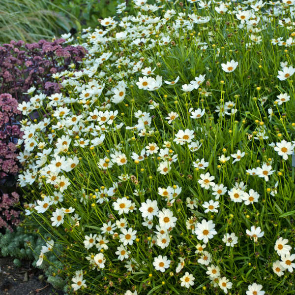 'Star Cluster' Tickseed (Coreopsis)