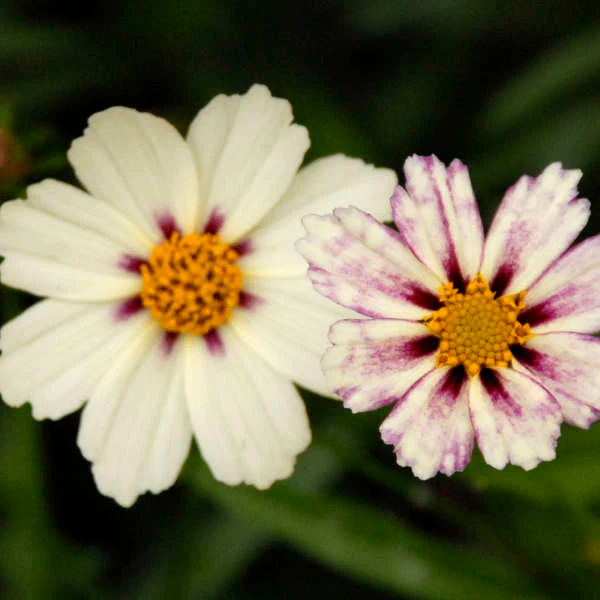 'Star Cluster' Tickseed (Coreopsis) - Image 2