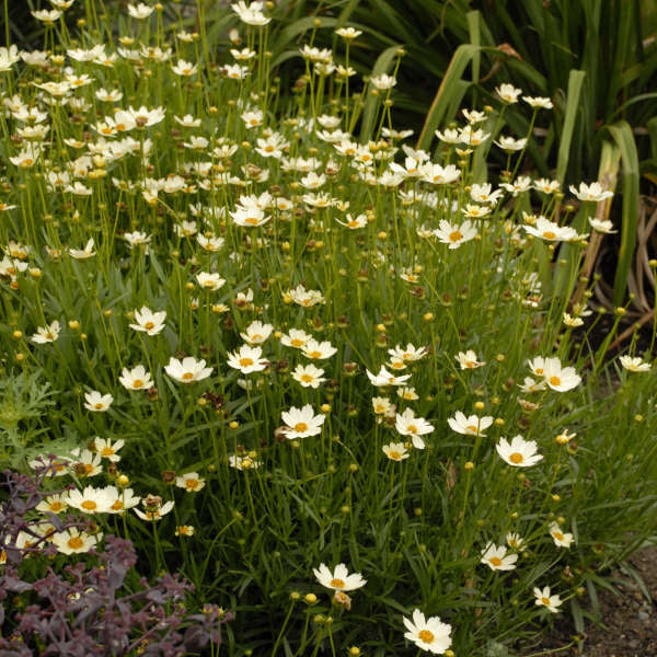 'Star Cluster' Tickseed (Coreopsis) - Image 3