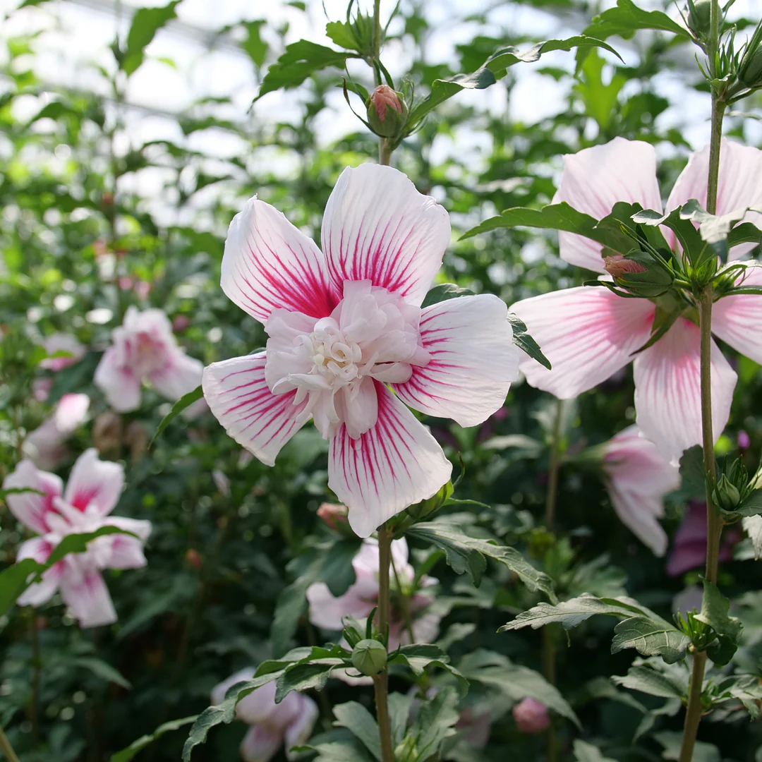 Starblast Chiffon® Rose of Sharon (Hibiscus)