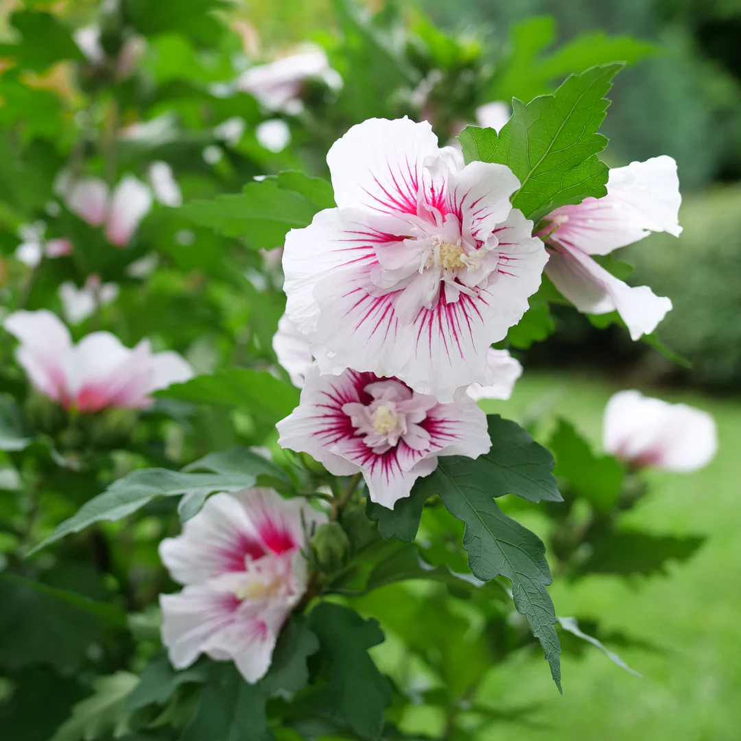 Starblast Chiffon® Rose of Sharon (Hibiscus) - Image 5