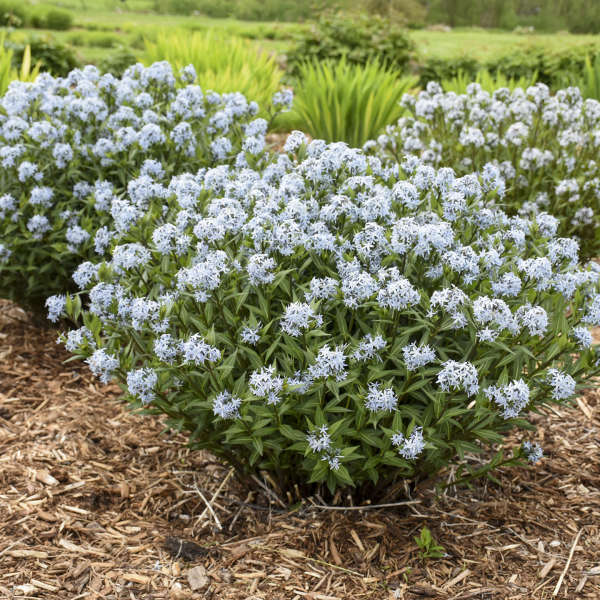 'Starstruck' Bluestar (Amsonia) - Image 4