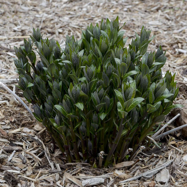 'Starstruck' Bluestar (Amsonia) - Image 5