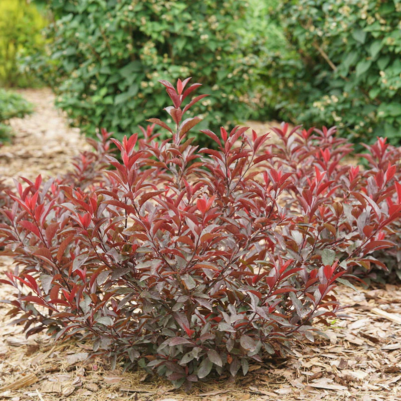 Stay Classy® Cherry (Prunus)