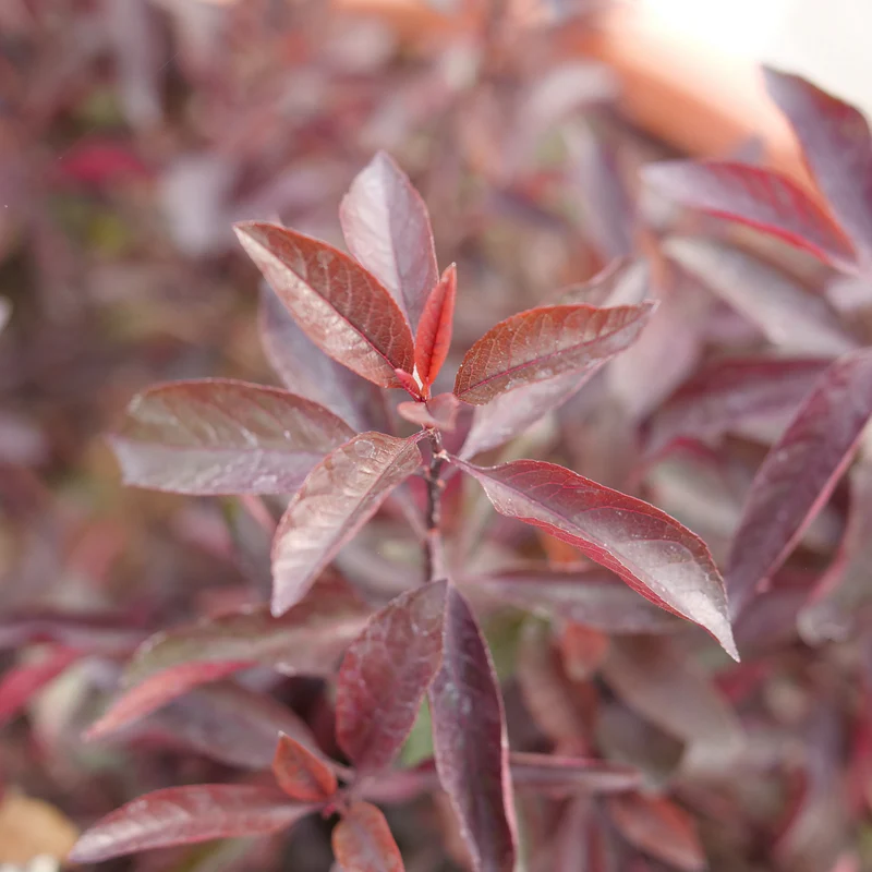 Stay Classy® Cherry (Prunus) - Image 3