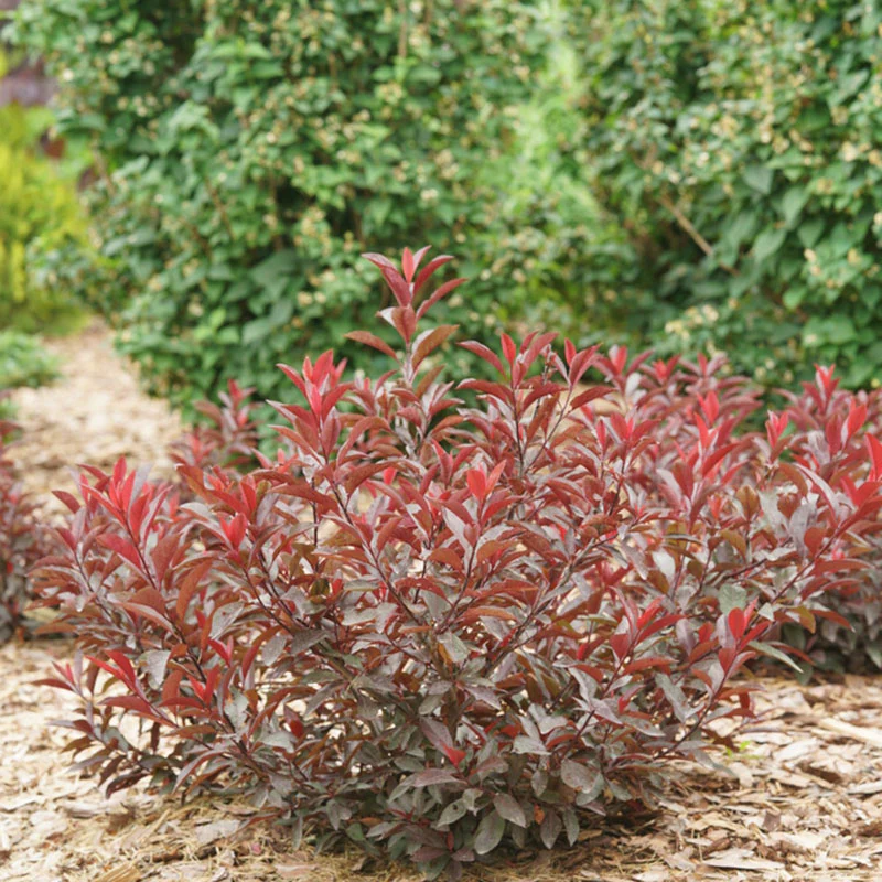 Stay Classy® Cherry (Prunus) - Image 4