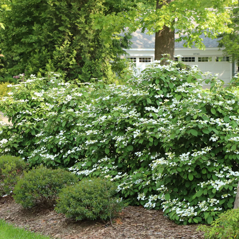 Steady Eddy™ Doublefile Viburnum