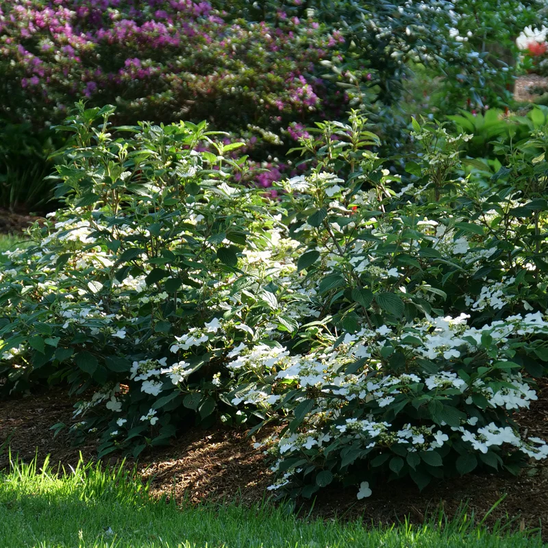 Steady Eddy™ Doublefile Viburnum - Image 4