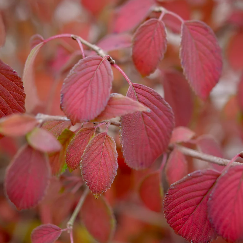 Steady Eddy™ Doublefile Viburnum - Image 6