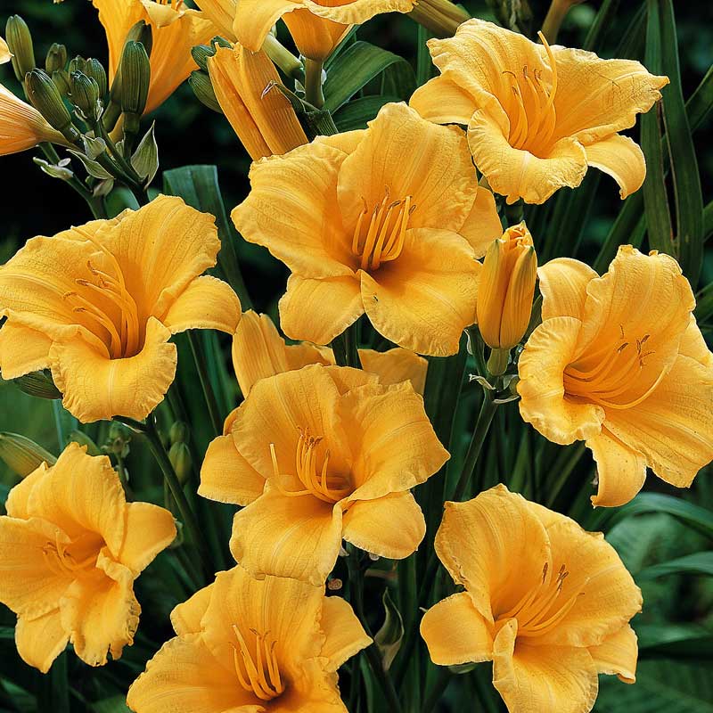'Stella d'Oro' Daylily (Hemerocallis)