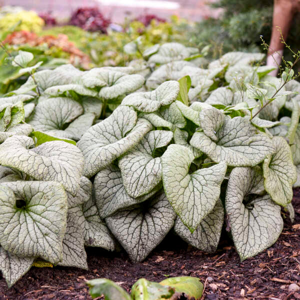 'Sterling Silver' Siberian Bugloss (Brunnera)