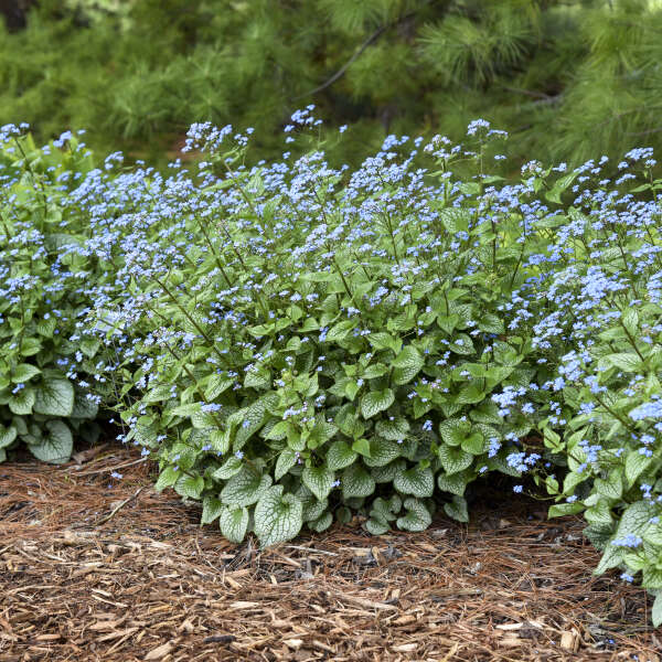 'Sterling Silver' Siberian Bugloss (Brunnera) - Image 3