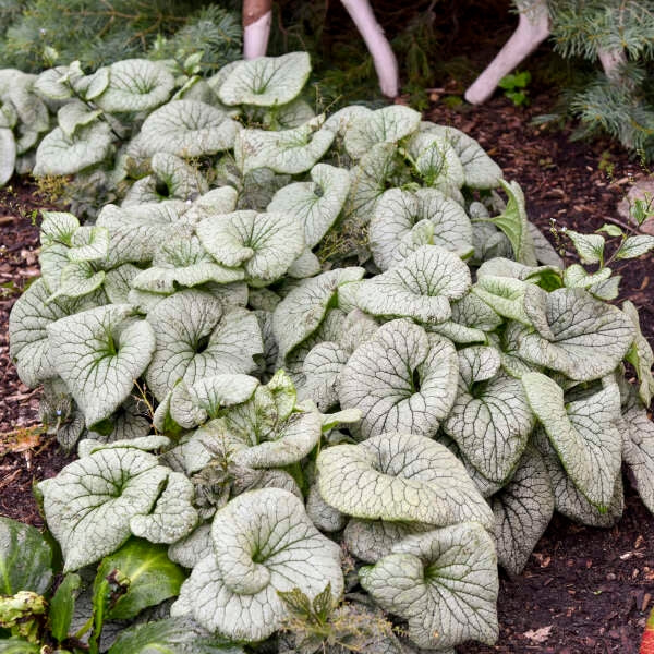 'Sterling Silver' Siberian Bugloss (Brunnera) - Image 4
