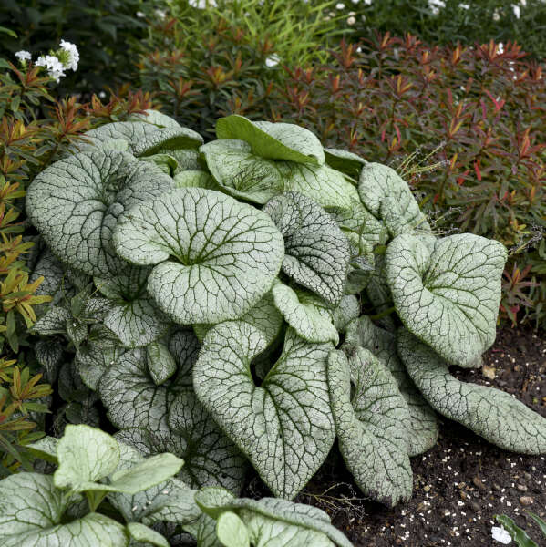 'Sterling Silver' Siberian Bugloss (Brunnera) - Image 5
