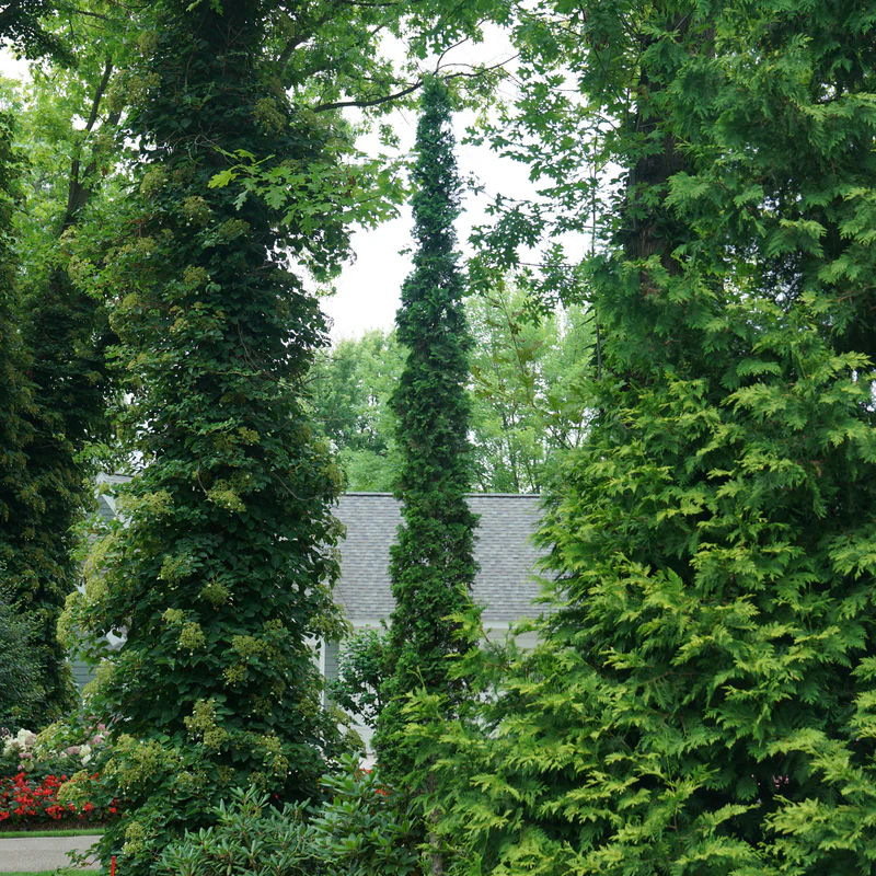 Sting® Arborvitae (Thuja)