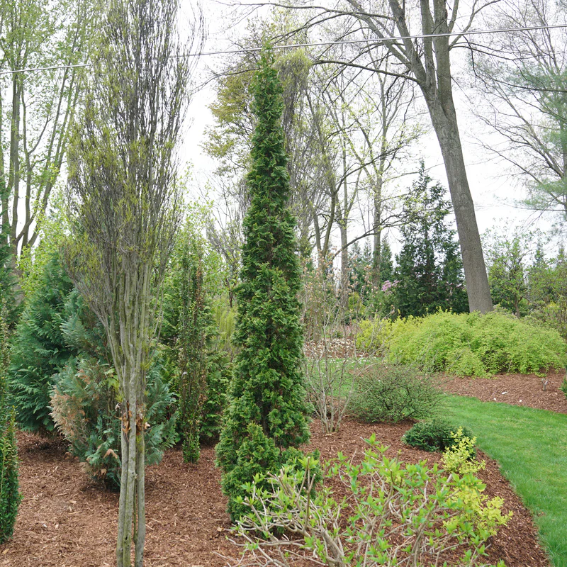 Sting® Arborvitae (Thuja) - Image 3