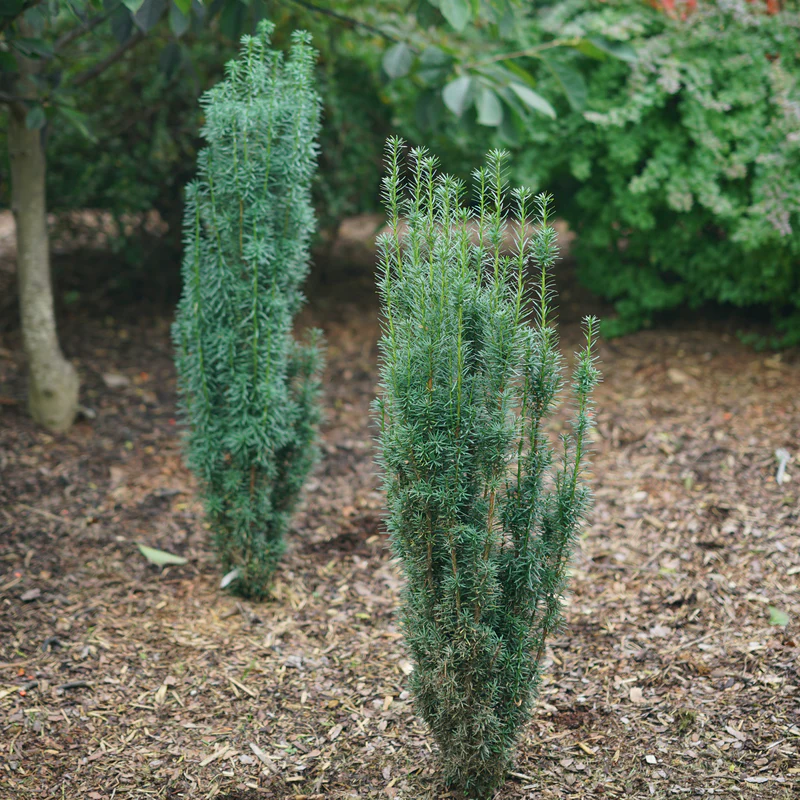 Stonehenge Skinny® Yew (Taxus) - Image 2