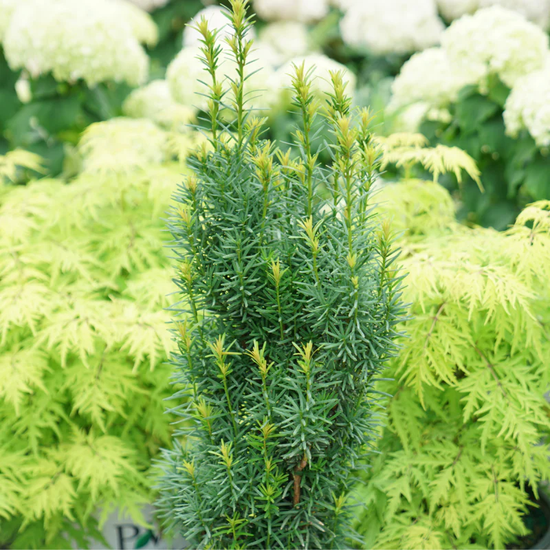 Stonehenge Skinny® Yew (Taxus) - Image 3