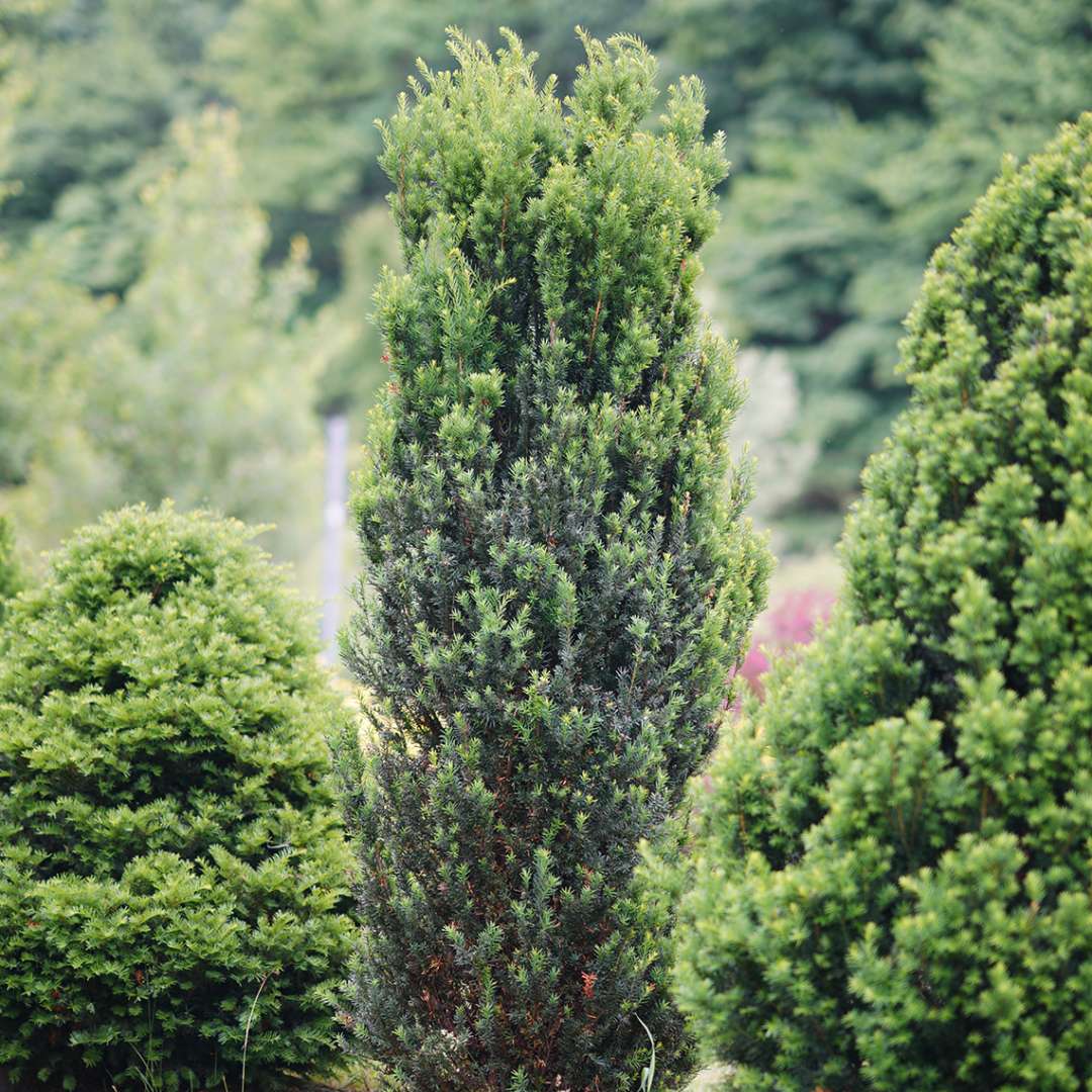 Stonehenge® Yew (Taxus)