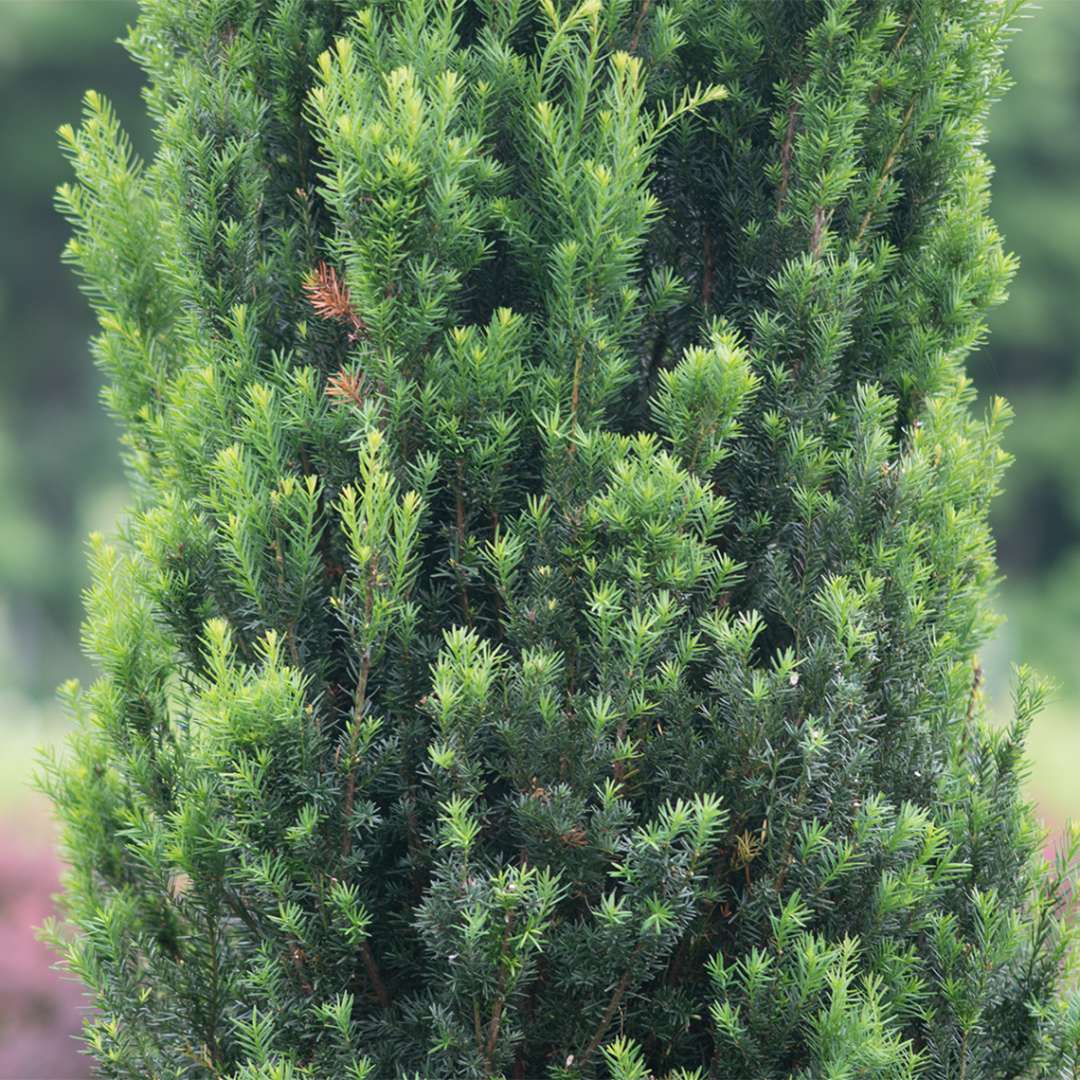 Stonehenge® Yew (Taxus) - Image 2