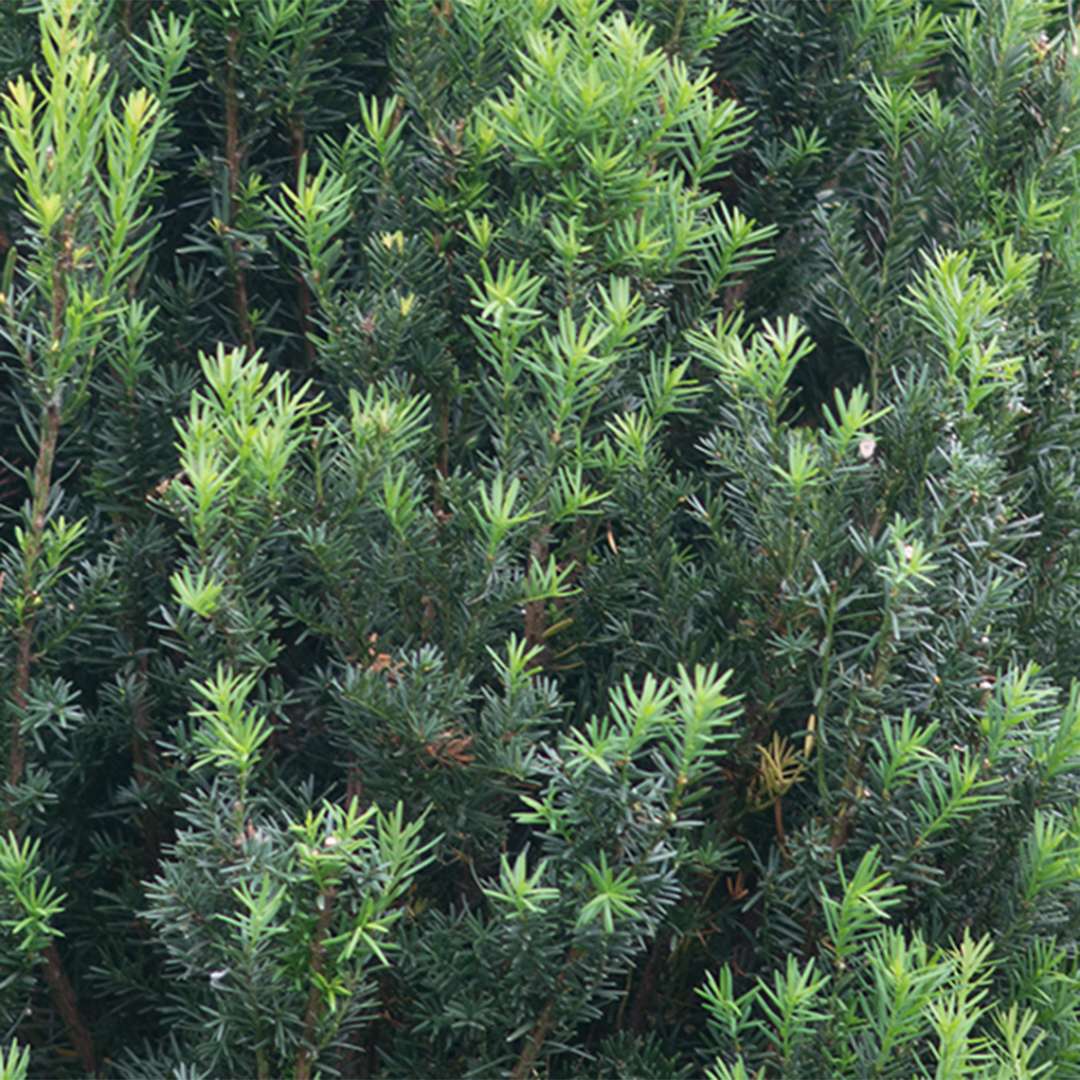 Stonehenge® Yew (Taxus) - Image 3