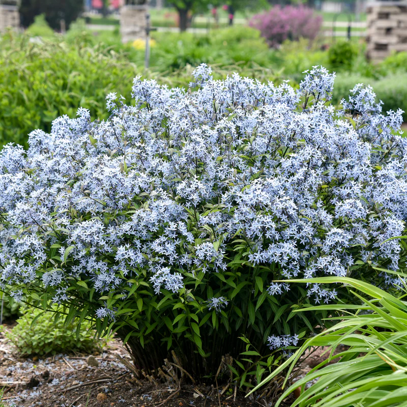 'Storm Cloud' Bluestar (Amsonia)