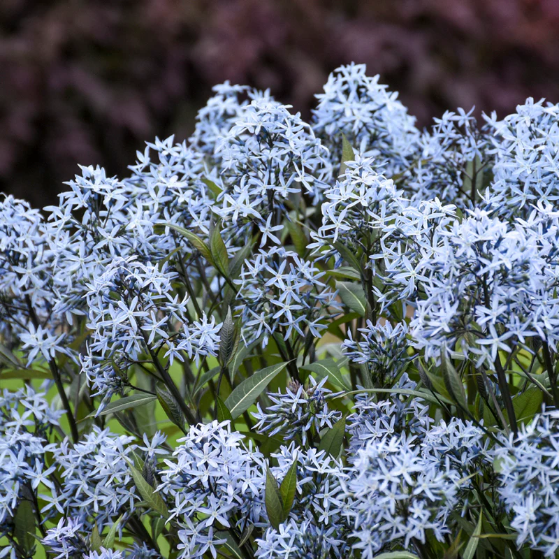 'Storm Cloud' Bluestar (Amsonia) - Image 2