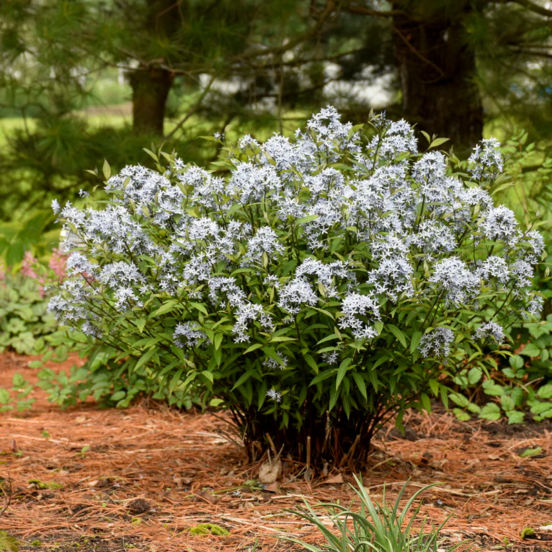 'Storm Cloud' Bluestar (Amsonia) - Image 3