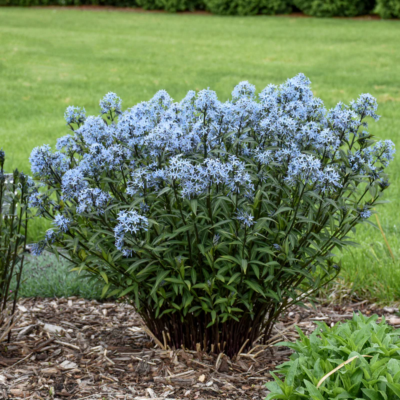 'Storm Cloud' Bluestar (Amsonia) - Image 4