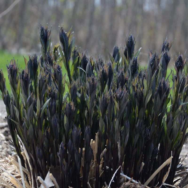 'Storm Cloud' Bluestar (Amsonia) - Image 5
