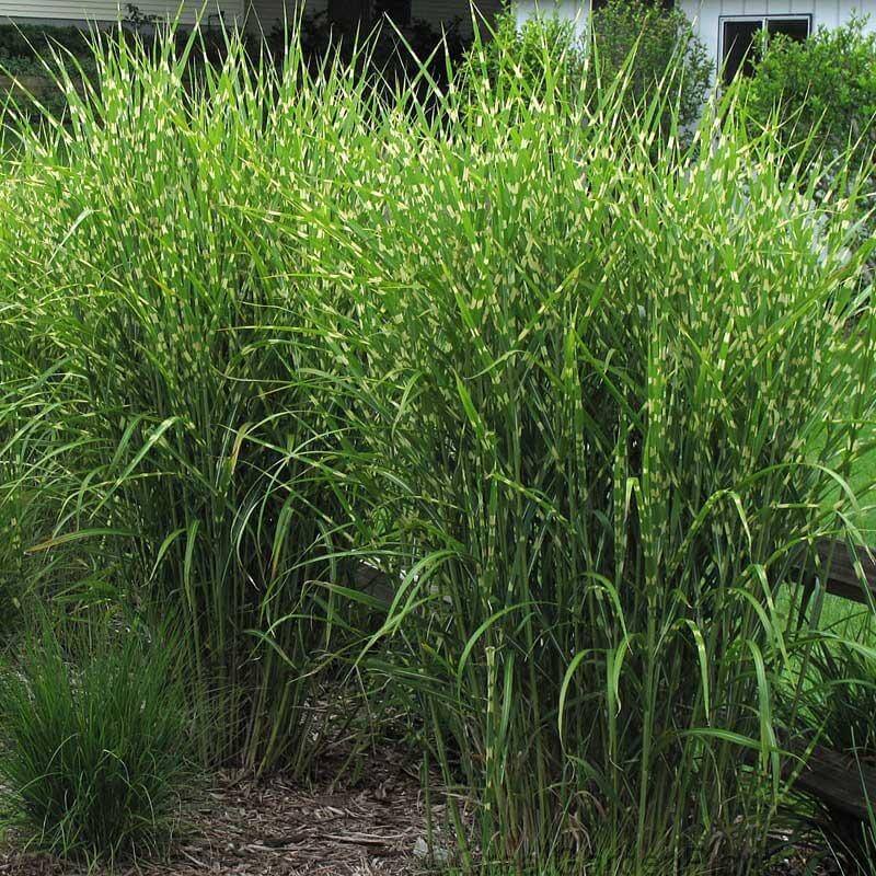 'Strictus' Maiden Grass (Miscanthus) - Image 2