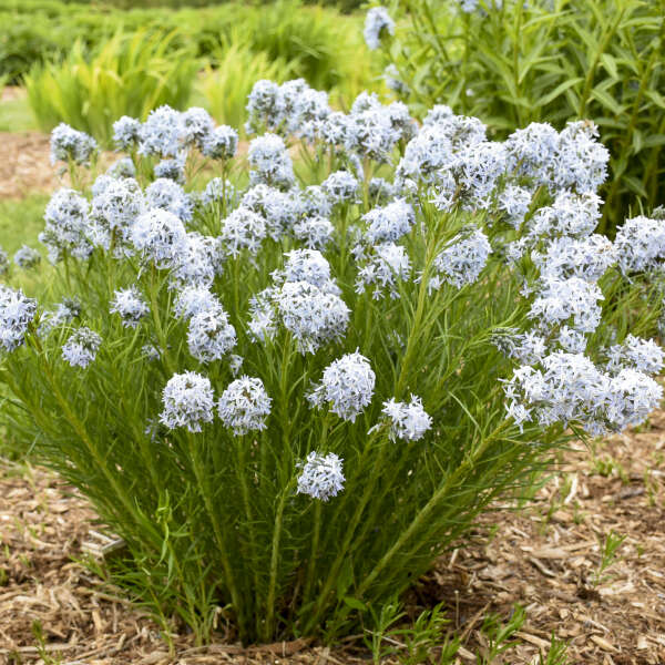 'String Theory' Bluestar (Amsonia)