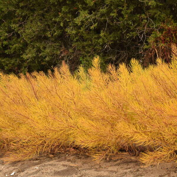 'String Theory' Bluestar (Amsonia) - Image 3